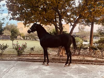 Arab Stallion