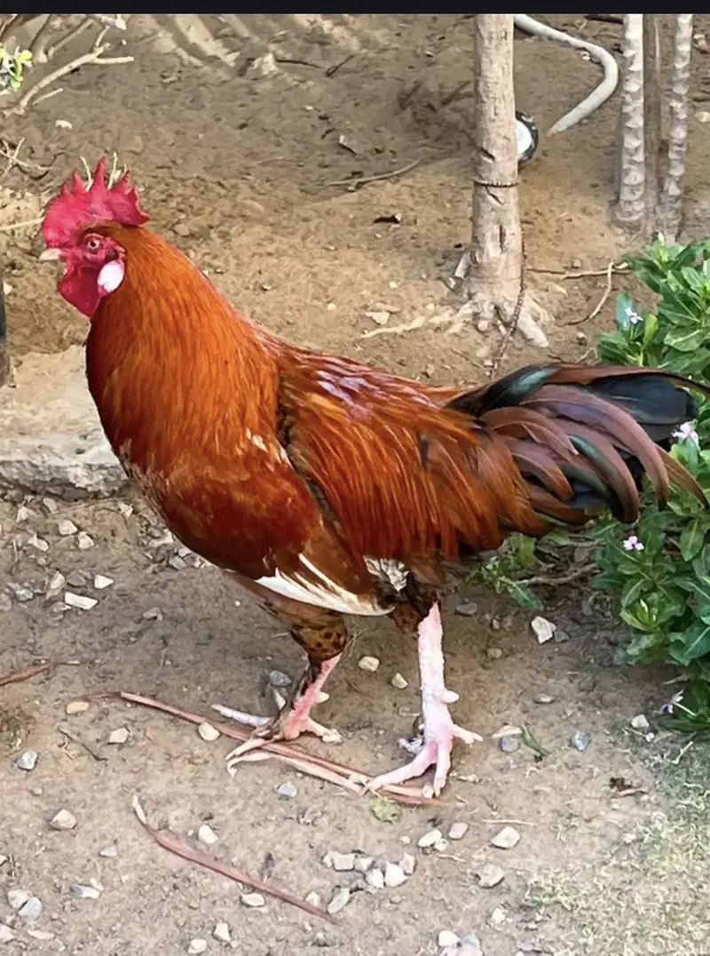 Golden misri — photo 2