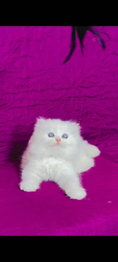 pure Persian cats vaccinated triple coated/WhatsApp 03254583038