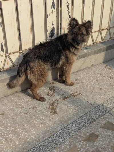 German Shepherd Female For Sale 
