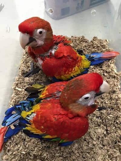 blue Macaw parrot checks for sale 03094802245