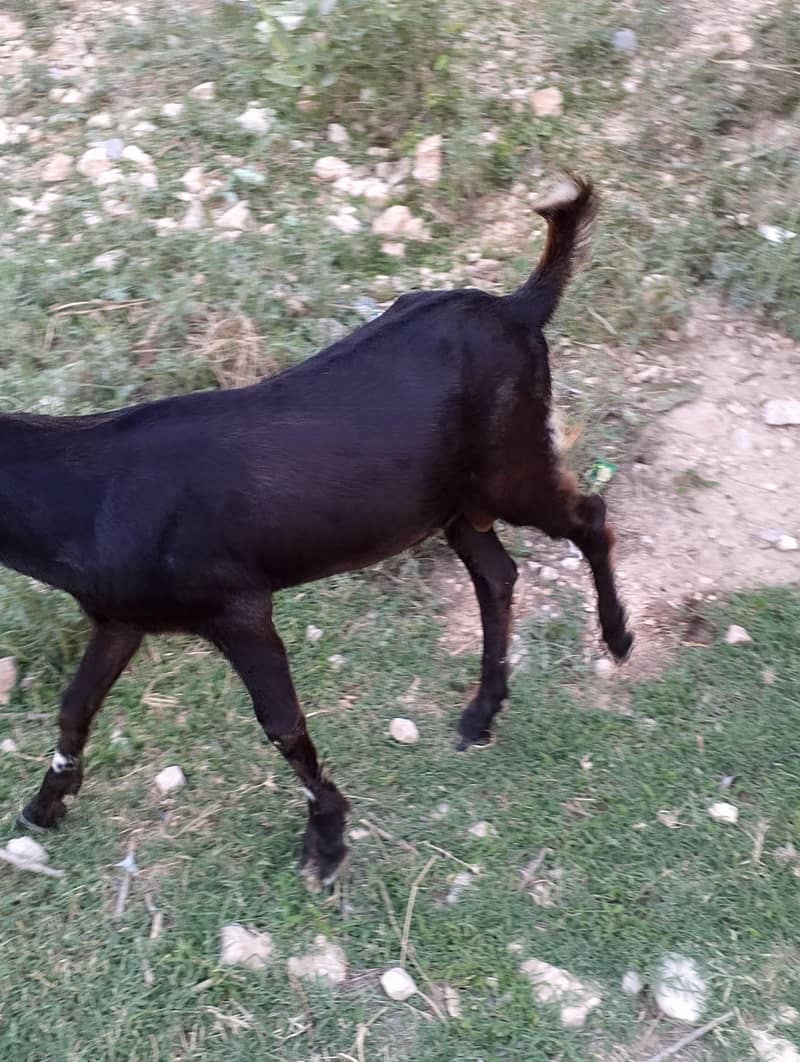 دیسی بکرا فار سیل 1