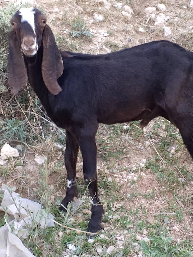 دیسی بکرا فار سیل 3