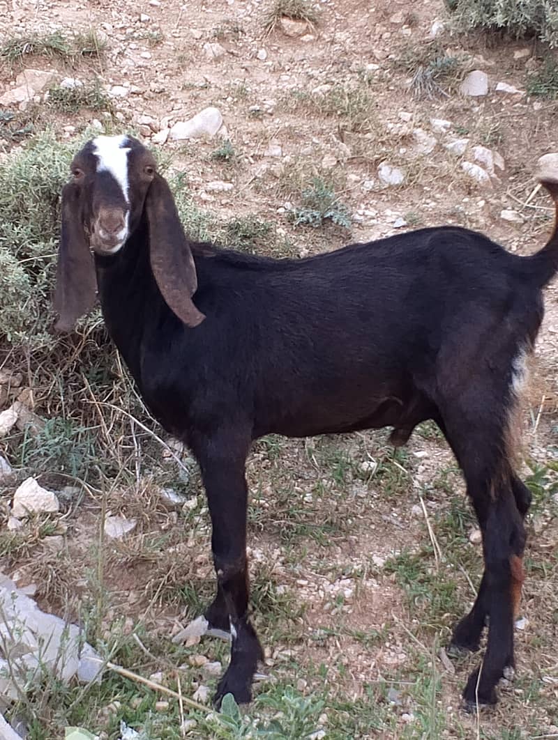 دیسی بکرا فار سیل 4