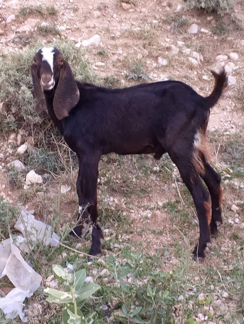 دیسی بکرا فار سیل 5