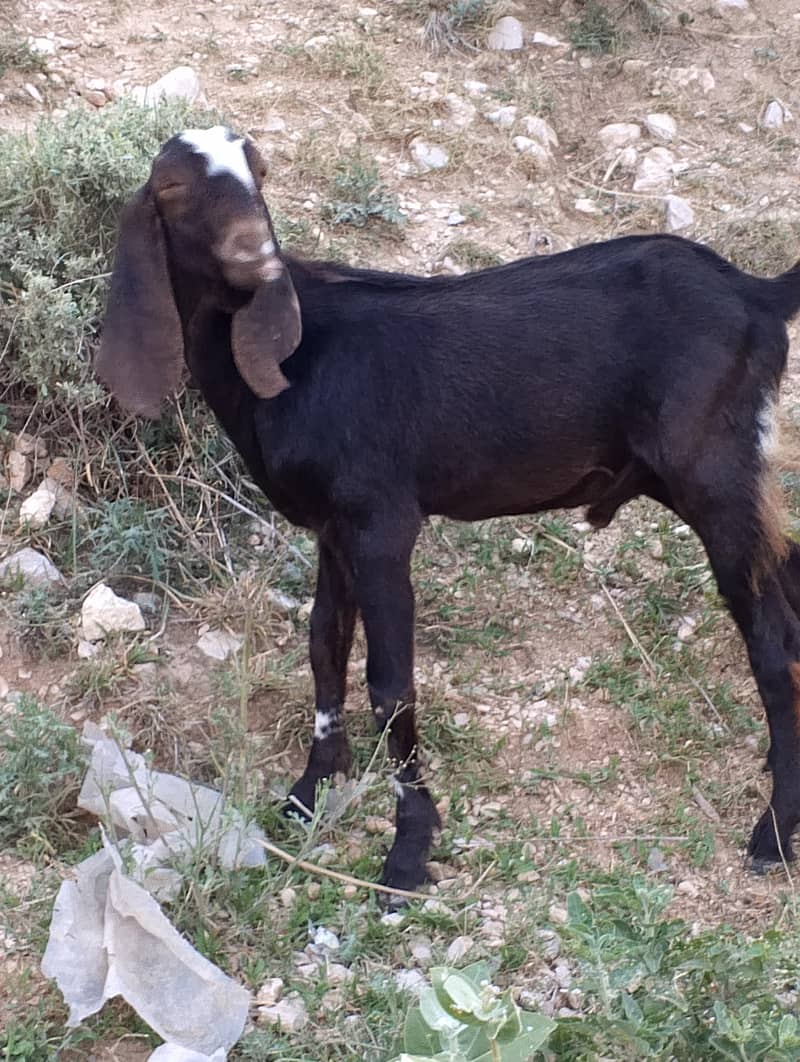 دیسی بکرا فار سیل 6