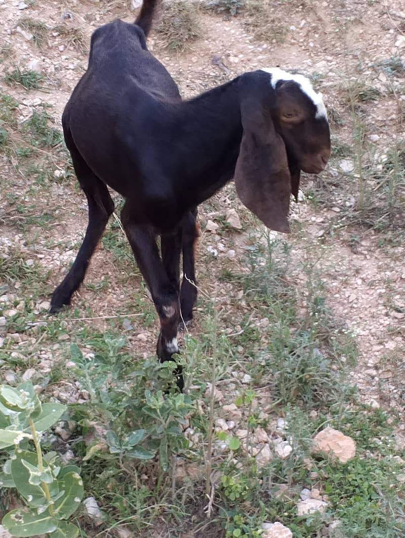 دیسی بکرا فار سیل 7
