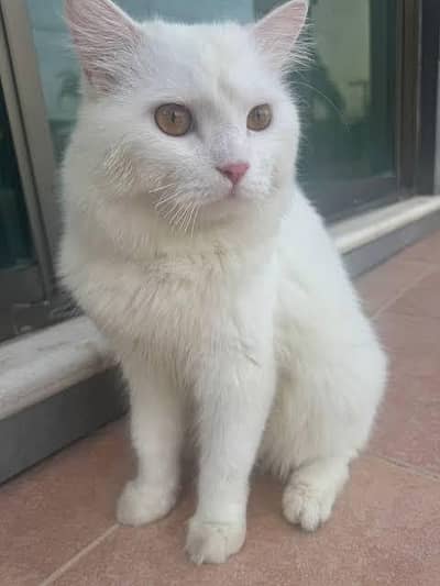 persian cat 4 sale
