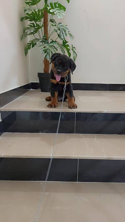 Rottweiler puppies for sale