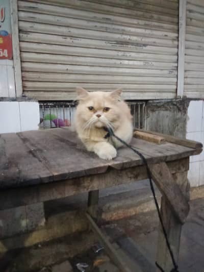 Nice cat bhote achii hai ghar ka pAla huwa h