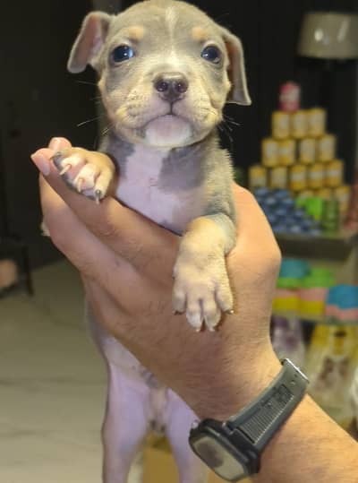 tri pitbull puppy pair available 