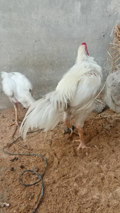 hen 1 male and female