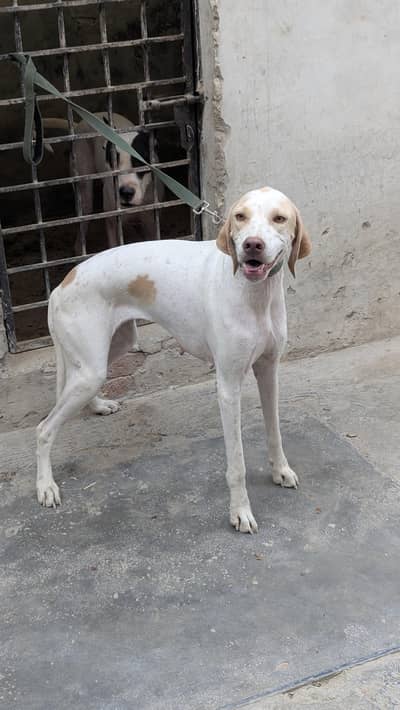 English pointer female available for new home