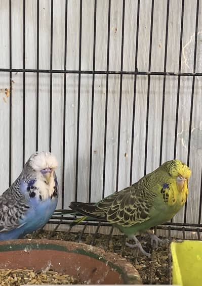 Exbiton pair