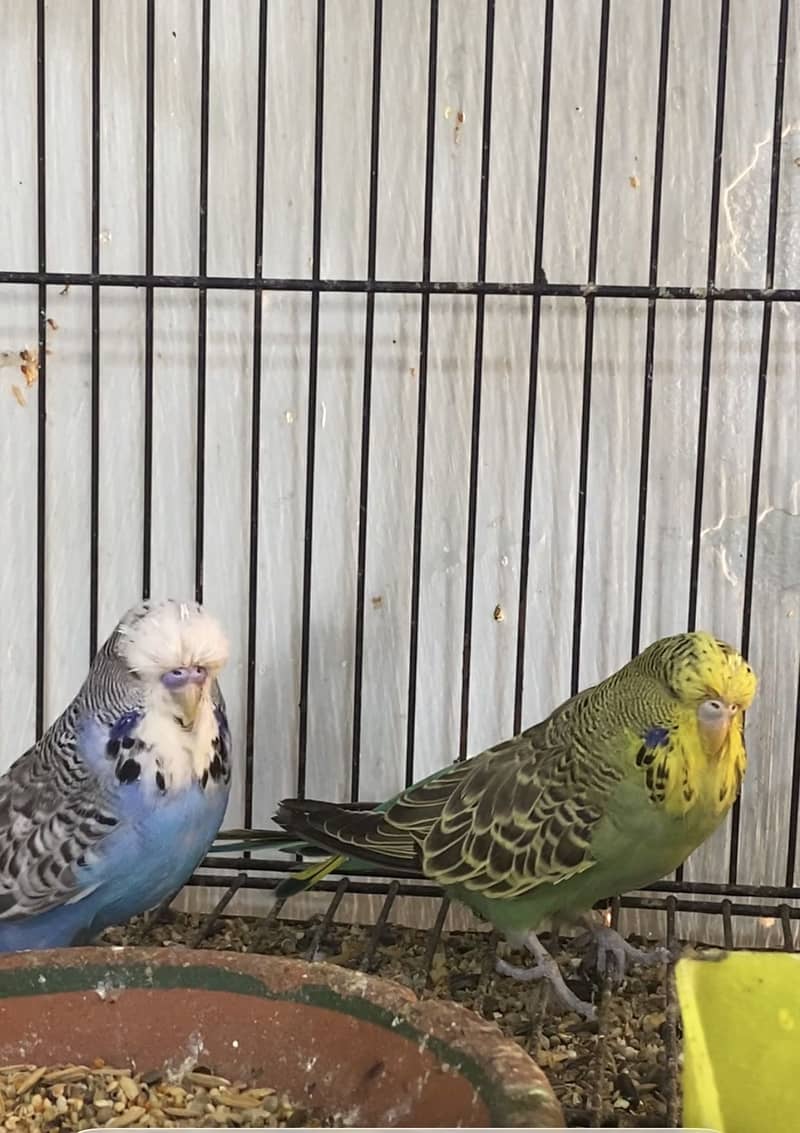 Exbiton pair 0