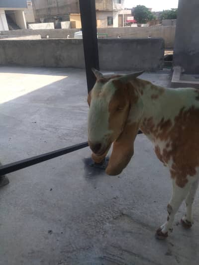 rajjan. puri mix