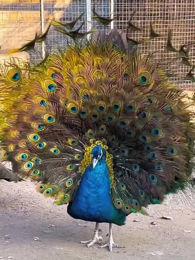 Indian Blue Peacock (Male) – For Sale