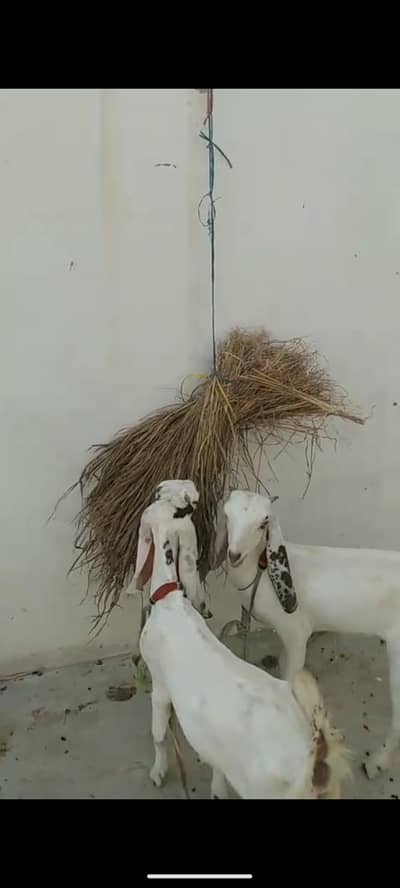 Goats Punjab nasal