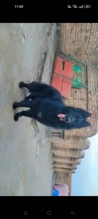 Far sale quality famale pkc age 14 month only quality lover 