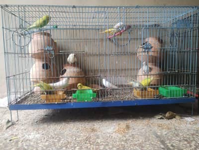 7 pairs Love Birds | 7 pairs bajri | 3 pinjrey 8 boxes | Full setup