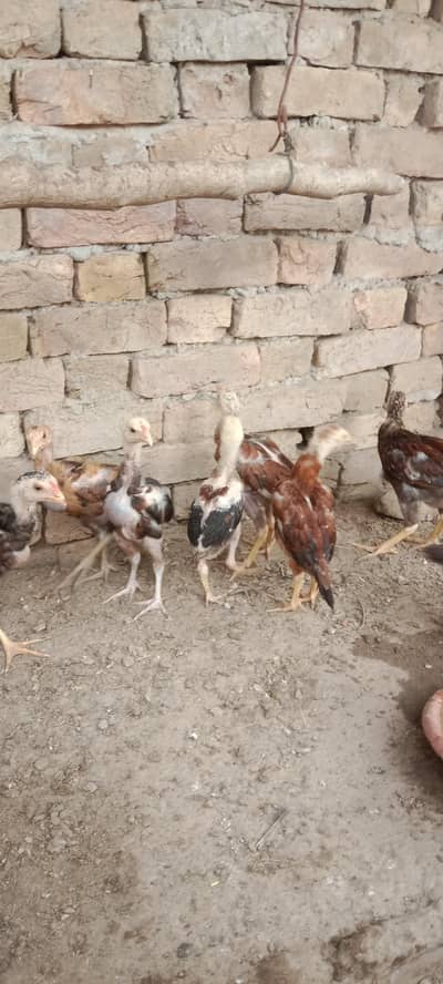 pure aseel chuze Whatsapp 03061908536