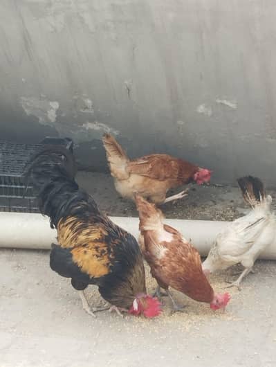 golden Desi hens