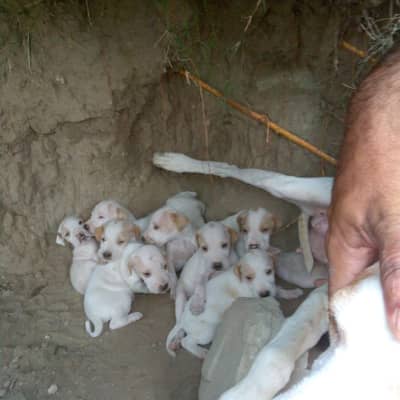 English pointer puppy for sale.