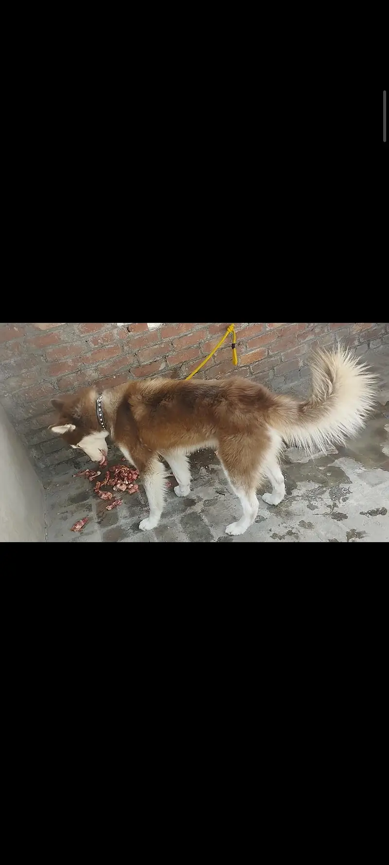 Siberian husky (hug size) — photo 3