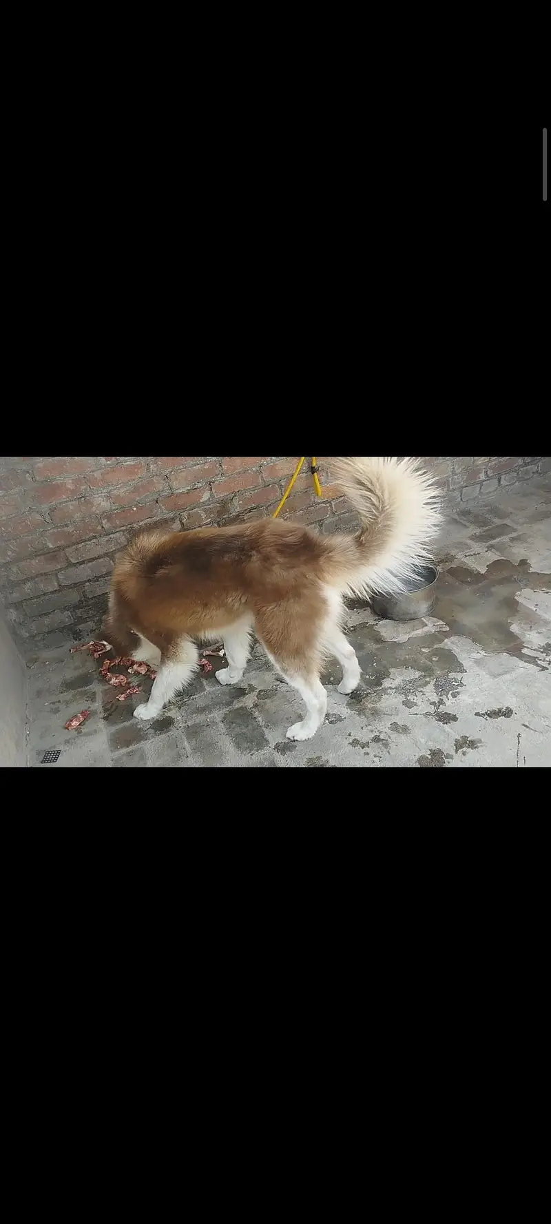 Siberian husky (hug size) — photo 4