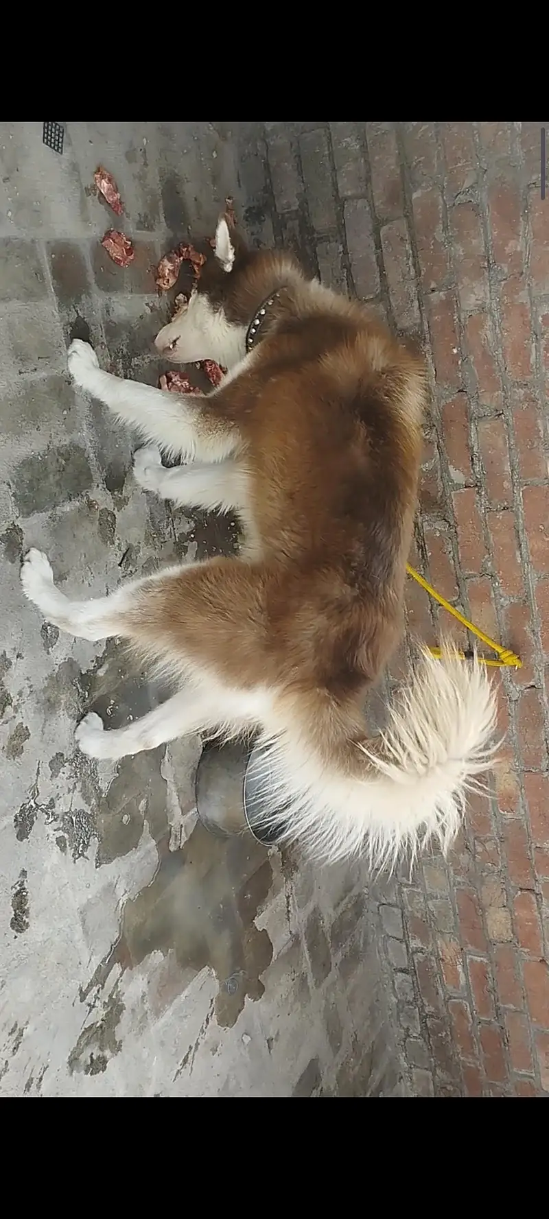 Siberian husky (hug size) — photo 5
