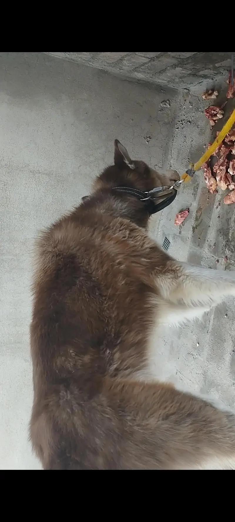 Siberian husky (hug size) — photo 6