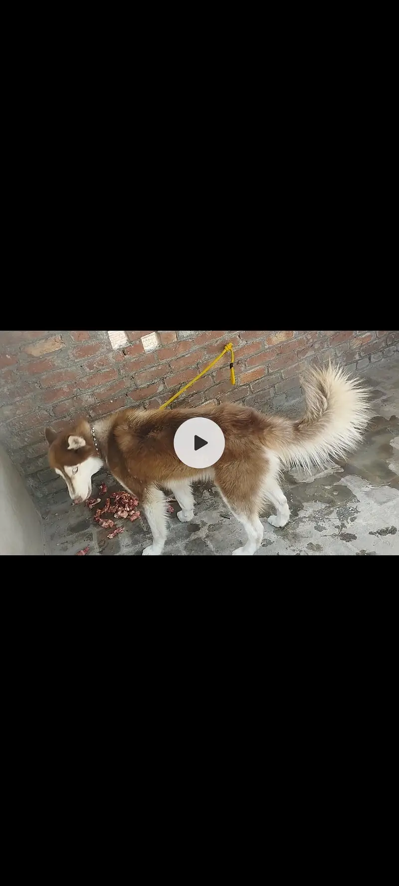 Siberian husky (hug size) — photo 7