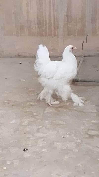 white heavy buff Cochin female age 3month