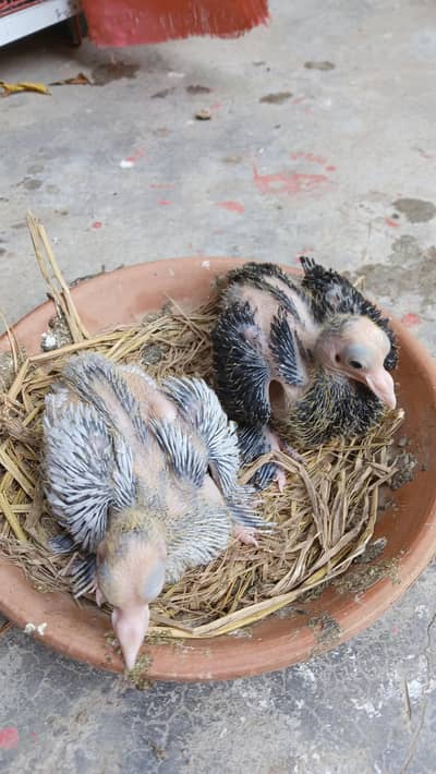 Good Quality Mukhi Chicks
