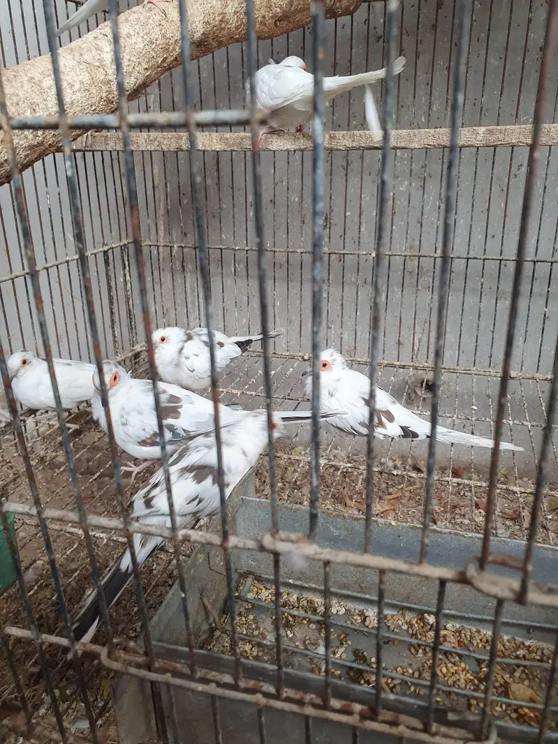 pied dove