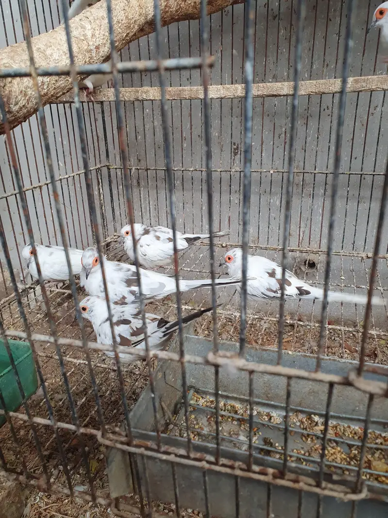 pied dove — photo 2