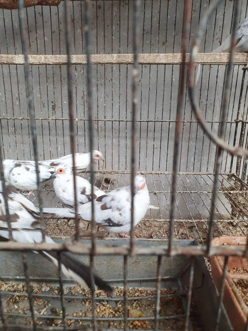 pied dove — photo 3