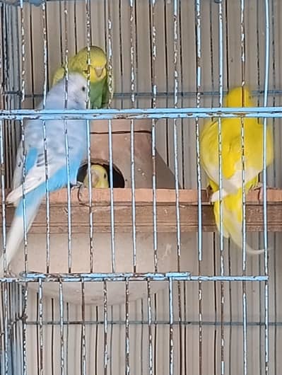Undersize spangle, Redeye Budgie bajri Pair bachon samait