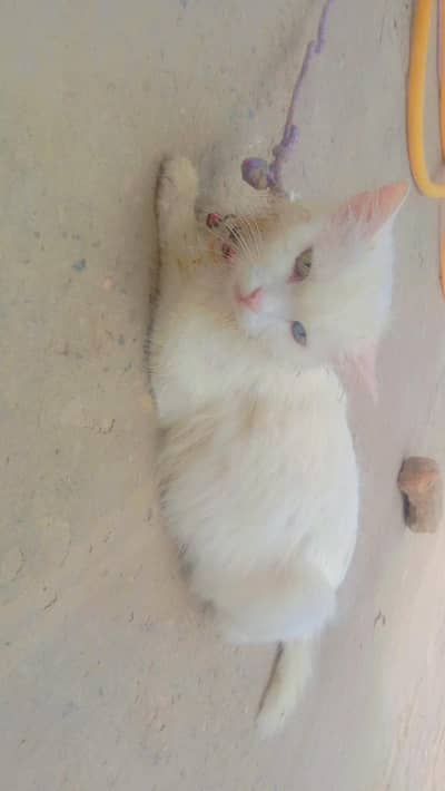 For Sale