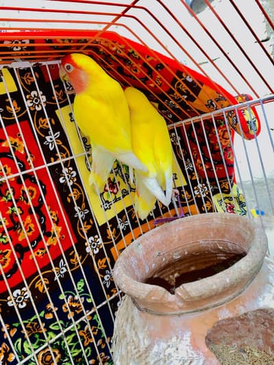 love berd