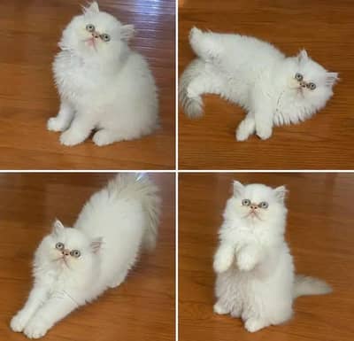 Cats | Persian | kittens | Blue Eyes| 3 kot | O348O29O146 | §¢€WA