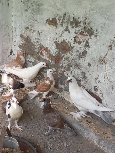 Gubara kabooter for sale 03336619084 pouter pigeon