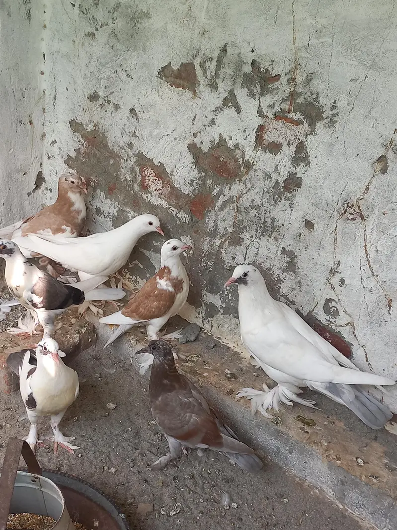 Gubara kabooter for sale 03336619084 pouter pigeon