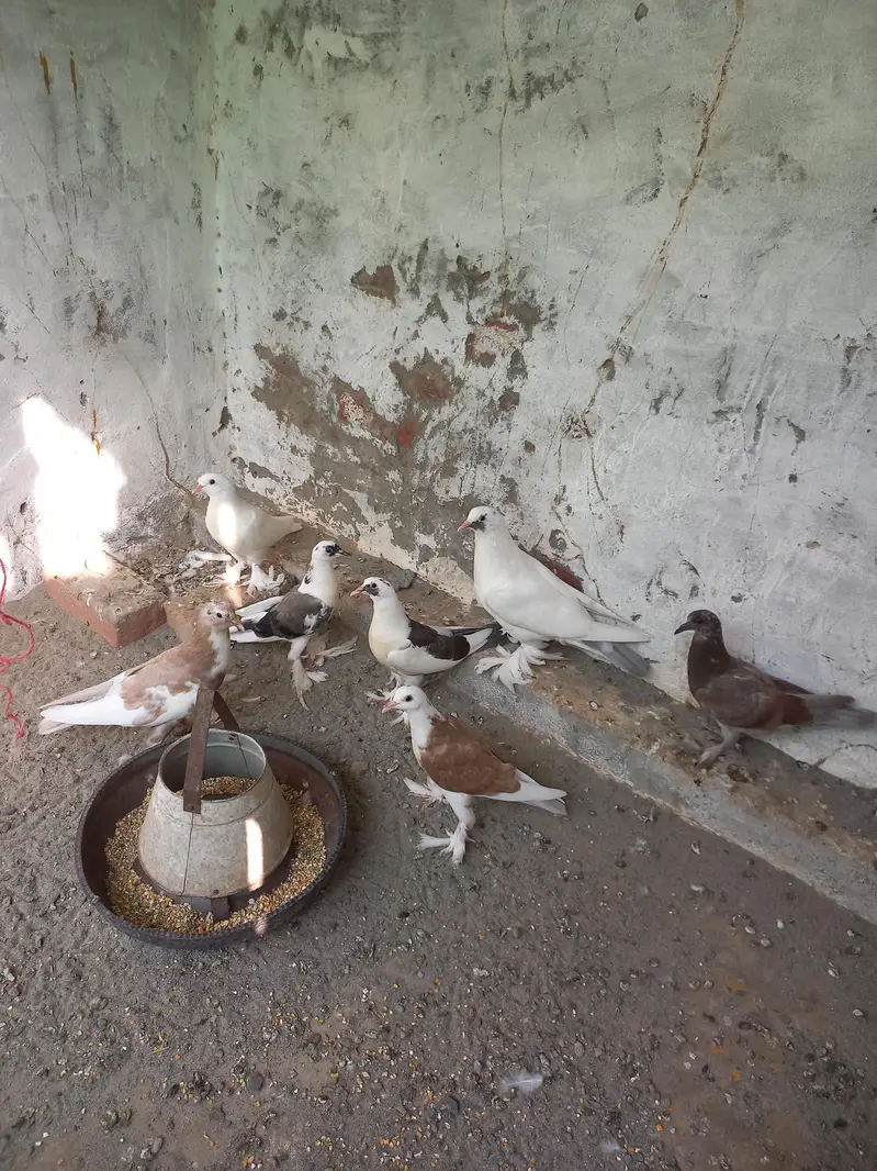 Gubara kabooter for sale 03336619084 pouter pigeon — photo 2