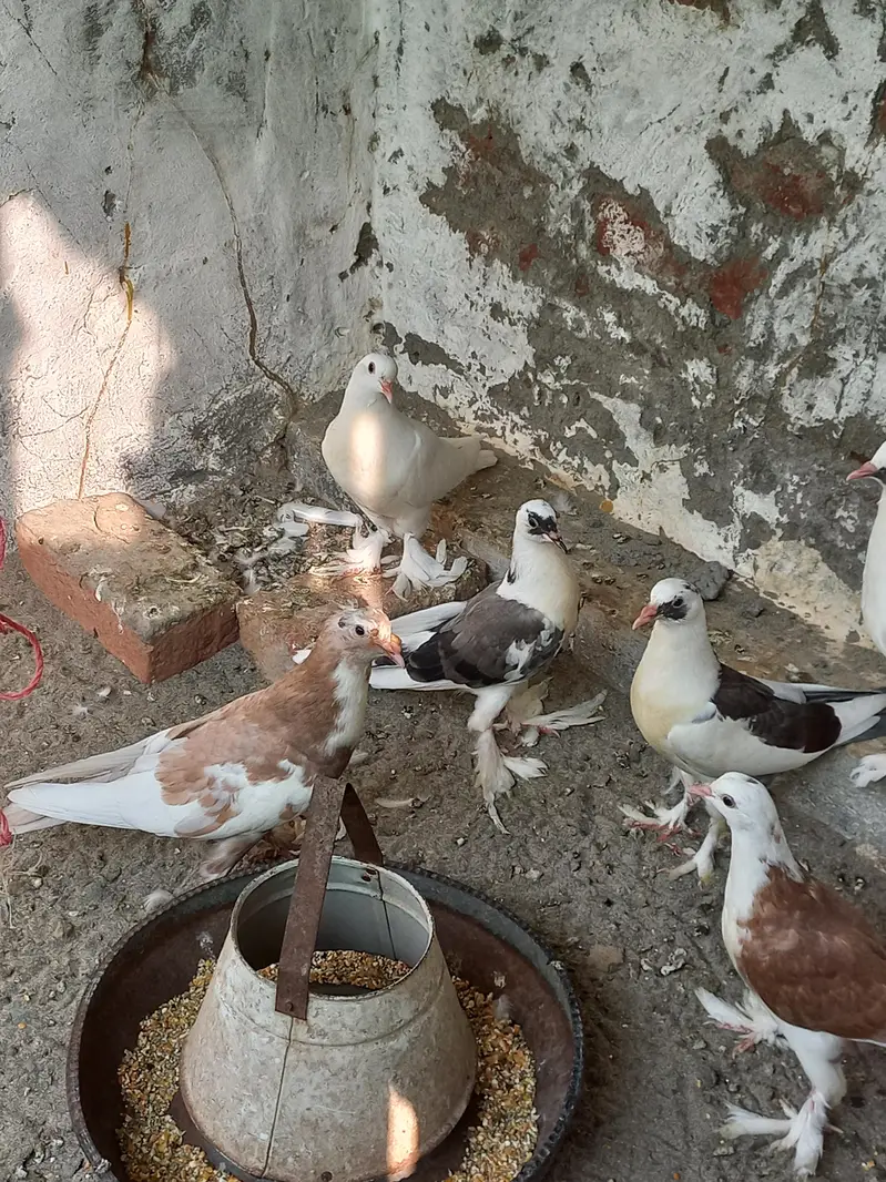 Gubara kabooter for sale 03336619084 pouter pigeon — photo 3