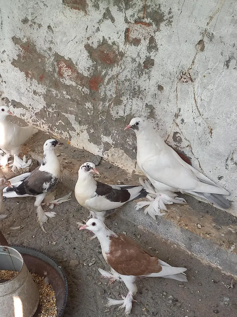 Gubara kabooter for sale 03336619084 pouter pigeon — photo 4