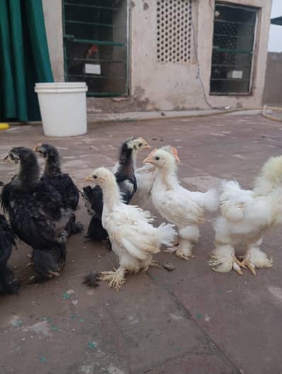Bantam Chicks