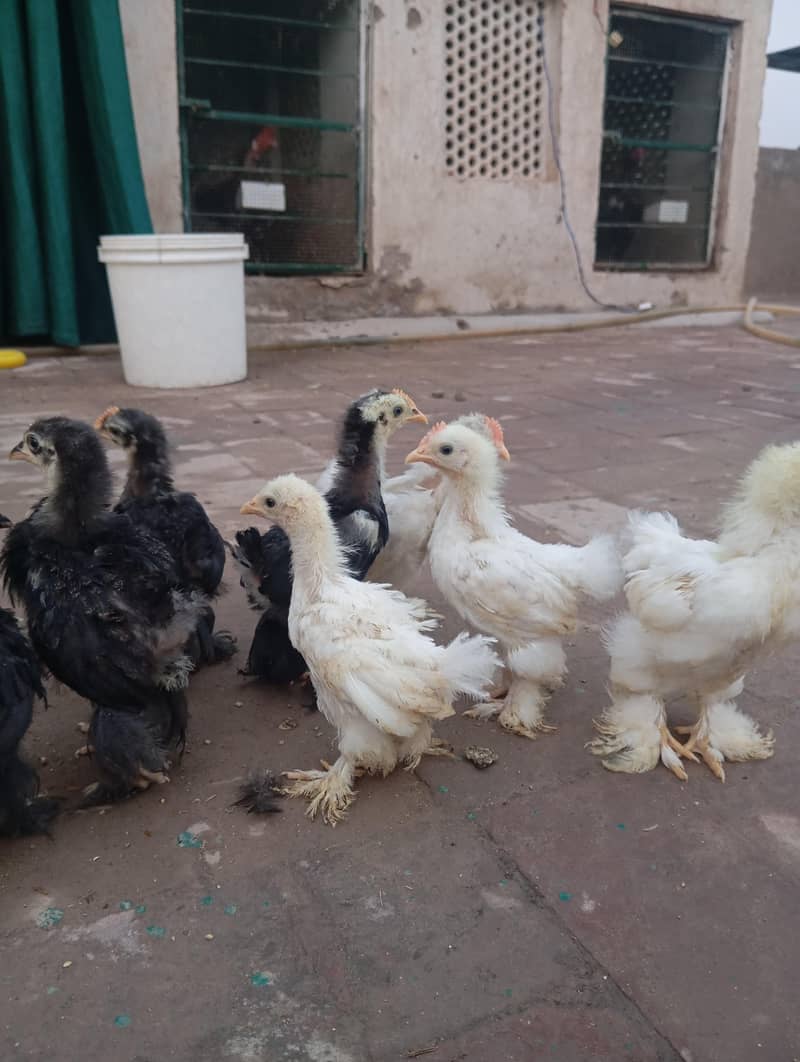 Bantam Chicks 0