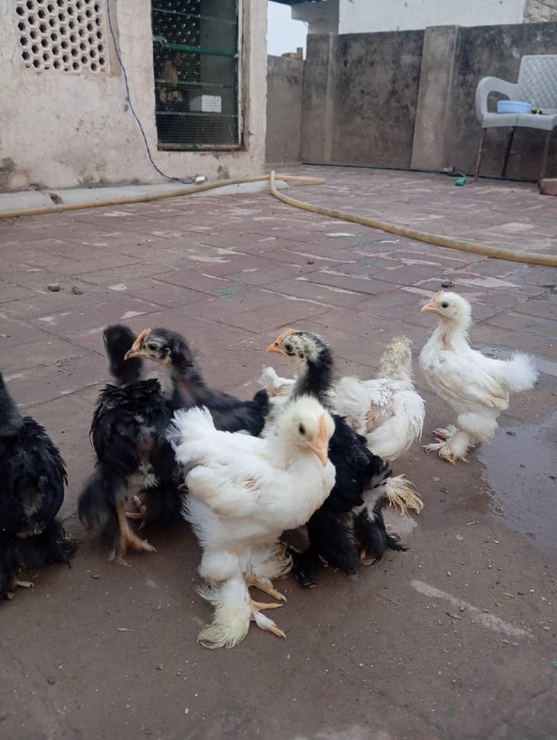 Bantam Chicks 1