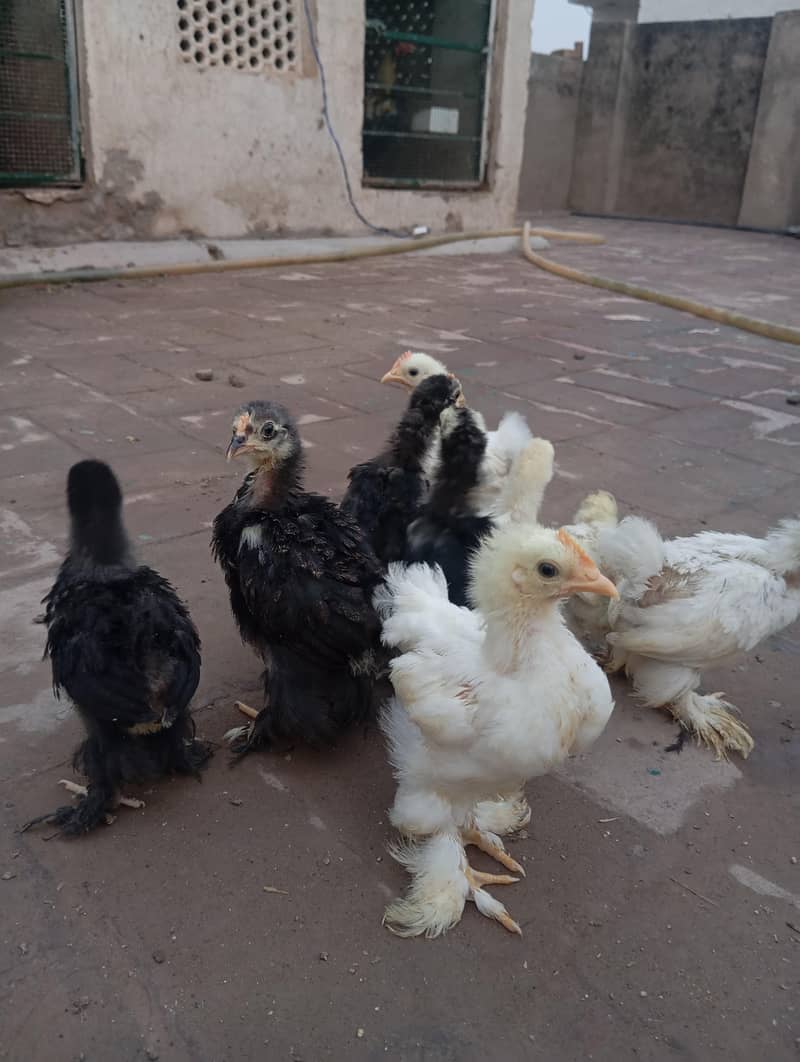 Bantam Chicks 2